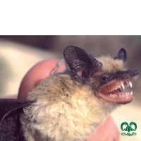 گونه خفاش سندی Sind Bat
